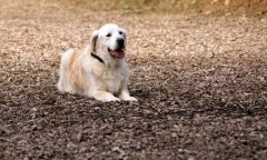 bilderstrecke_hundeschule_axelwoehr_13.jpg