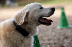 bilderstrecke_hundeschule_axelwoehr_14.jpg