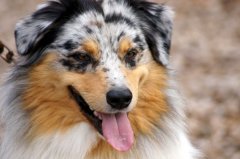 bilderstrecke_hundeschule_axelwoehr_17.jpg